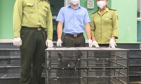 Hạt Kiểm lâm TP. Huế tiếp nhận 01 cá thể Vượn đen má trắng và 01 cá thể Khỉ đuôi dài từ người dân