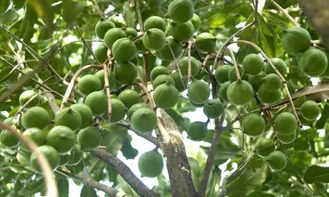 Định hướng phát triển cây mắc ca, góp phần nâng cao thu nhập cho người dân
