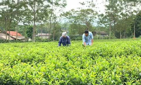 Nông dân Hà Nội phát triển mô hình sản xuất theo chuỗi
