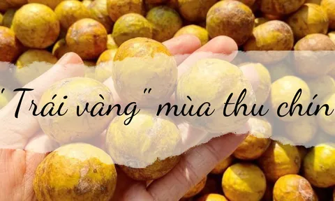 “Trái vàng” mùa thu chín