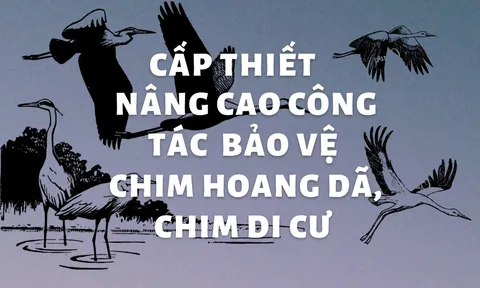 Cấp thiết nâng cao công tác bảo vệ chim hoang dã, chim di cư