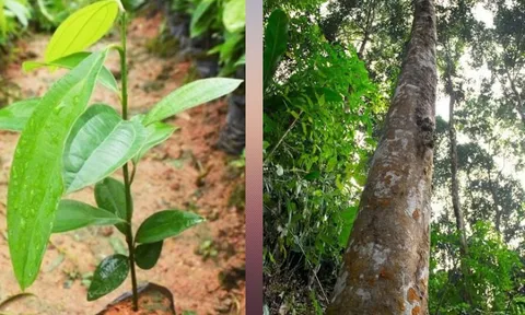 Tiến bộ trong kỹ thuật nhân giống quế bằng phương pháp giâm hom