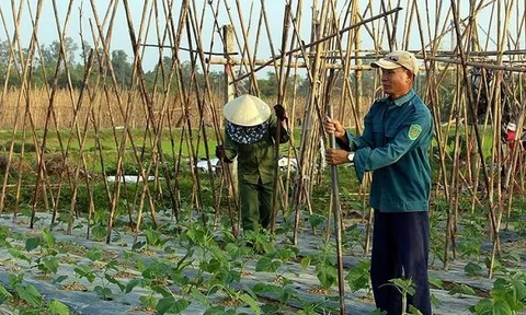 Tìm đầu ra cho sản phẩm cây vụ đông