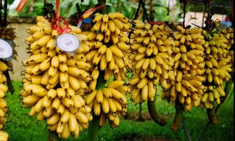 Chuối ngự Đại Hoàng - đặc sản vùng đồng bằng Bắc Bộ