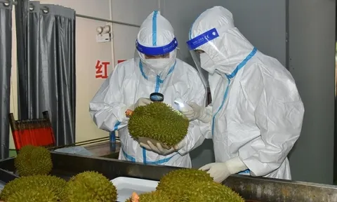 Trung Quốc đánh giá cao lô hàng sầu riêng đầu tiên của Việt Nam