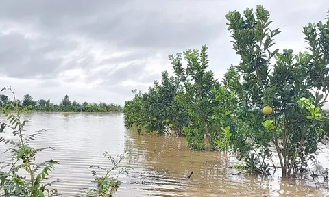 Yên Thành chìm trong biển nước, người dân mất trắng