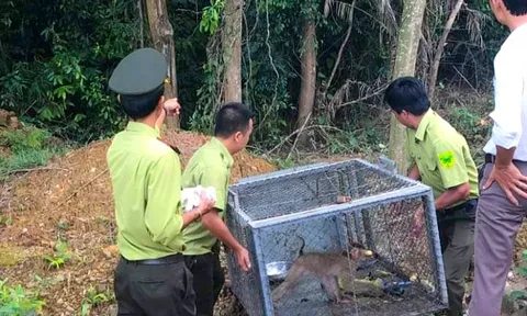 Huế liên tục tiếp nhận động vật hoang dã quý hiếm, tái thả về môi trường tự nhiên