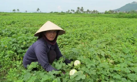 Kiên Giang luân canh cây trồng trên đất lúa đem lại thu nhập cao cho người nông dân