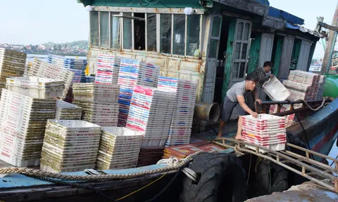 Ngư dân Nghệ An vươn khơi sau bão số 4