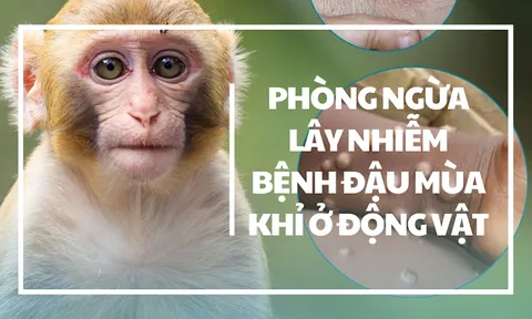 Chủ động phòng ngừa lây nhiễm bệnh Đậu mùa khỉ ở động vật