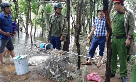Nghệ An: Tích cực ngăn chặn nạn diệt chim trời