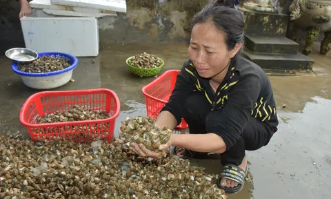 Nghệ An: Mất trắng hàng chục tấn thủy hải sản sau lũ