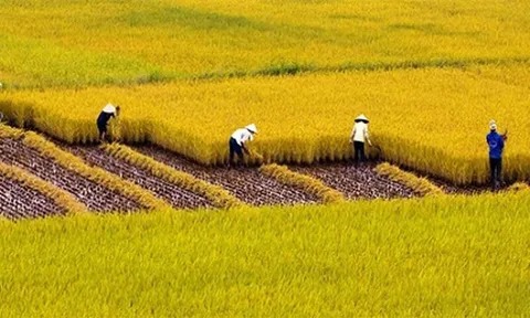 Tình hình sản xuất lúa và cây hàng năm 10 tháng đầu năm 2022