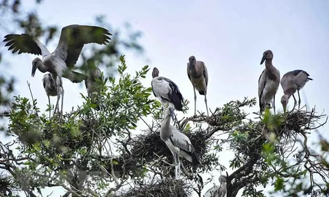 Tăng cường công tác bảo vệ chim hoang dã, chim di cư trên địa bàn tỉnh Đồng Nai