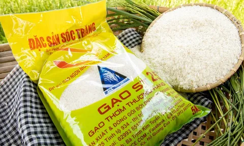 Công trình “Nghiên cứu, chọn tạo và phát triển giống lúa thơm Sóc Trăng: ST24 và ST25” được tặng Giải thưởng Hồ Chí Minh