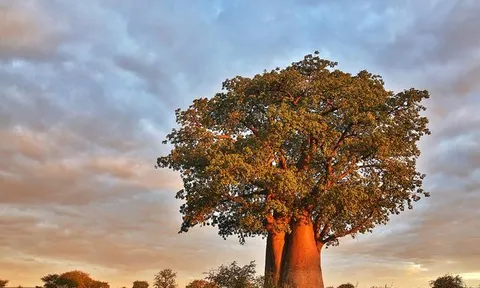 Kenya và động thái nhằm ngăn ngừa sự tuyệt chủng của loài cây bao báp