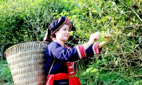 Hà Giang đẩy mạnh sản xuất chè Shan tuyết hữu cơ thân thiện với môi trường