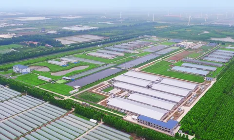 Sản xuất “chip heo giống”, từ doanh nghiệp vô danh đến một thương hiệu uy tín (kỳ 1)