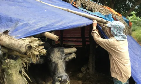 Lào Cai: Chủ động ứng phó với mưa, rét đậm, rét hại, băng giá, sương muối