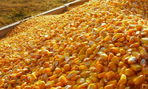 Trung Quốc bắt đầu nhập ngô Brazil