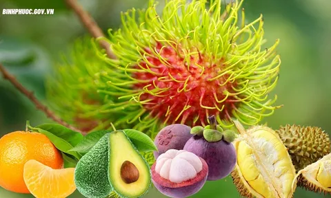 Bình Phước: Đẩy mạnh ứng dụng công nghệ thông tin trong thu thập thông tin, dự báo tình hình thị trường nông sản