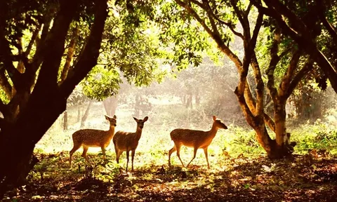 Khai thác tiềm năng du lịch sinh thái tại rừng Cúc Phương