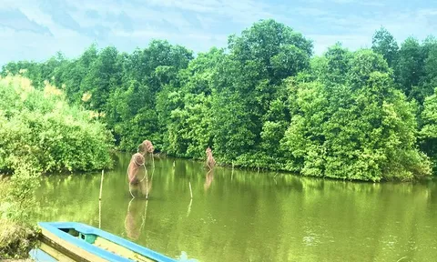 Hiệu quả từ mô hình nuôi thủy sản dưới tán rừng