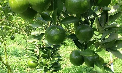 Nông dân Phụng Hiệp (Hậu Giang) chuẩn bị hơn 12.000 tấn trái cây phục vụ thị trường Tết