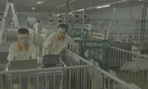 Sản xuất “chip heo giống”, từ doanh nghiệp vô danh đến một thương hiệu uy tín (kỳ 2)