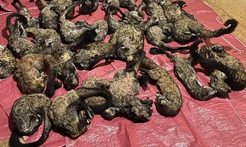 Phát hiện vụ tàng trữ, mua bán động vật rừng trái phép
