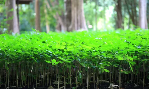Tổ chức "Tết trồng cây đời đời nhớ ơn Bác Hồ” - 2023