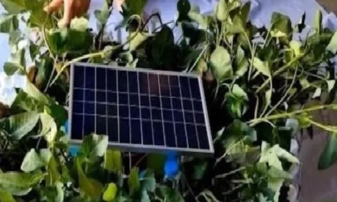Bè nổi thủy sinh xử lý nước ô nhiễm