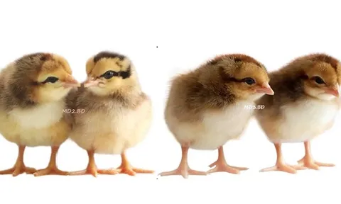 Hành trình tìm chỗ đứng cho gà giống nội