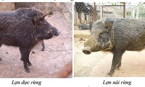 Nghiên cứu xây dựng mô hình chăn nuôi lợn rừng nhằm cung cấp nguồn lợn giống và thịt lợn an toàn tại tỉnh Bắc Ninh
