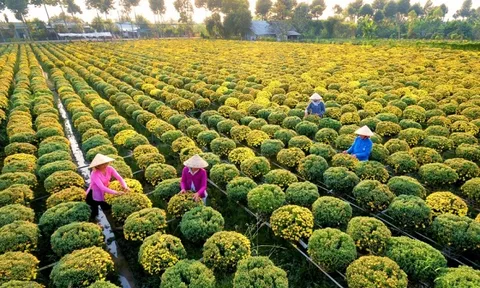 Tuần lễ du lịch gắn với Lễ hội Hoa Xuân Sa Đéc