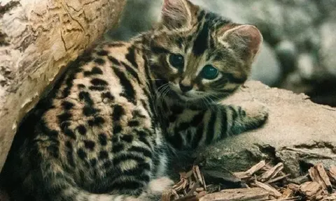Mèo chân đen châu Phi