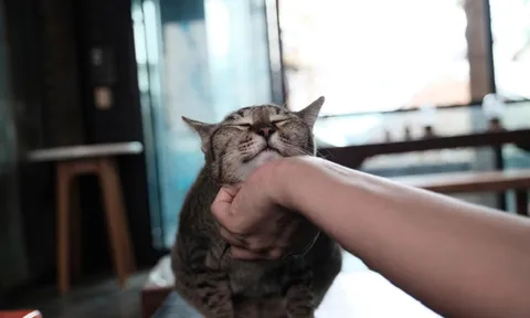 Mèo biết bạn đang nói gì với chúng