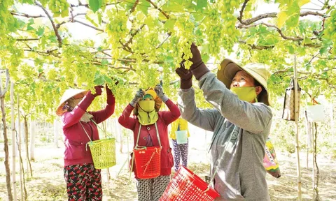 Nâng cao chất lượng nho Ninh Thuận