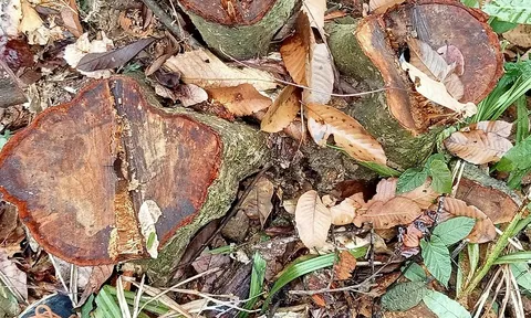 Lang Chánh (Thanh Hóa): Hàng trăm cây gỗ rừng tự nhiên bị lâm tặc ngang nhiên chặt phá