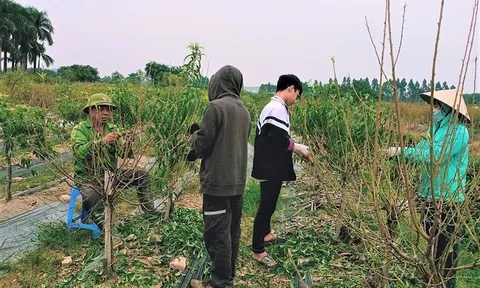 Tấp nập làng hoa chuẩn bị mùa Tết