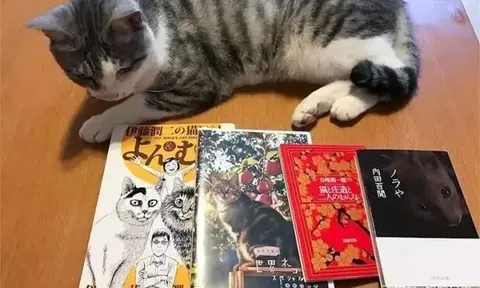 Thế giới mèo thần bí ở Nhật Bản