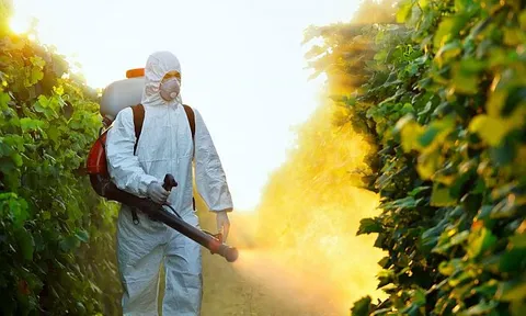 Thuốc trừ sâu chlorpyrifos có thể đóng một vai trò trong bệnh béo phì