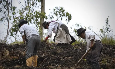 Công nhận thêm hai di sản nông nghiệp ở vùng Andes và Amazon Ecuador