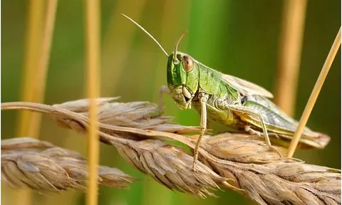Hệ thống mới giúp ngăn chặn tai nạn giao thông