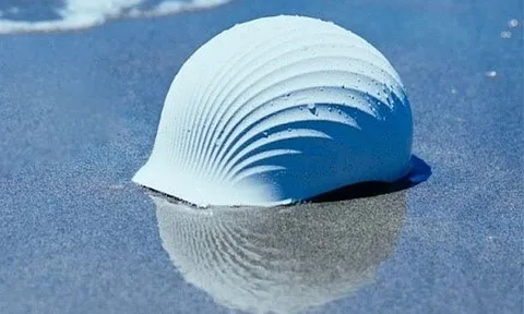 Mũ bảo hiểm Shellmet được làm từ vỏ sò điệp