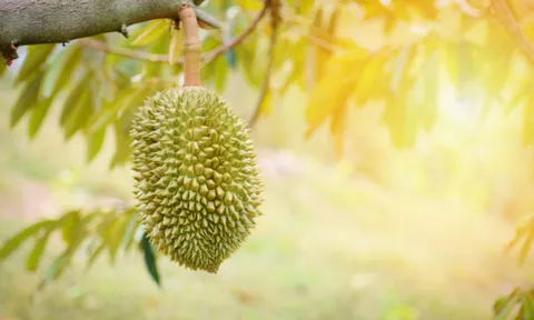 Hiệp hội sầu riêng Đắk Lắk - cầu nối thương mại, kỹ thuật giúp cho sầu riêng Việt Nam vươn ra thị trường lớn