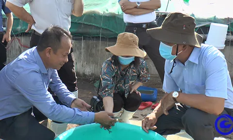 Tân Phú Đông duy trì phát triển phong trào nuôi thủy sản