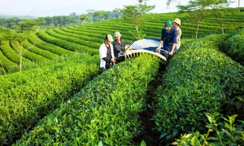 Xây dựng mô hình mẫu sản xuất chè hữu cơ, liên kết theo chuỗi giá trị tại Nghệ An