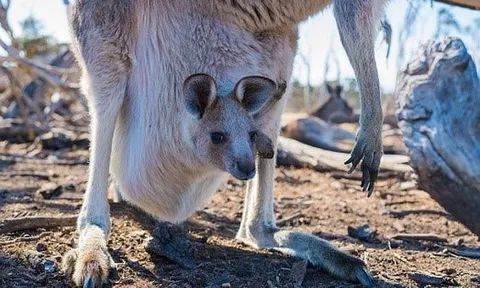 Vi khuẩn trong phân chuột túi có thể làm giảm phát thải khí mê-tan từ bò