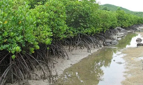 Sẽ thành lập Mạng lưới các khu Ramsar
